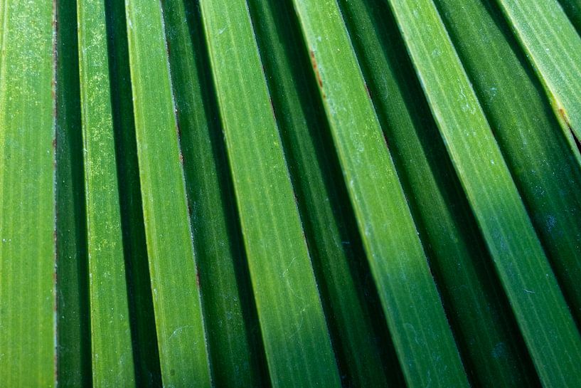 Green palm tree leaf | fine art nature photo by Karijn | Fine art Natuur en Reis Fotografie