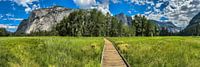 Green meadow in Yosemite National Park