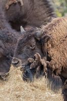 Einen großen Bison essen