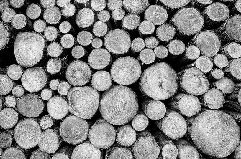 Rold Skov (Dänemark) von Marcel Kerdijk