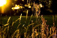 Zonsopkomst bij weide