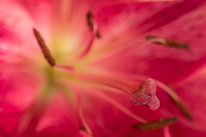 flower heart by Hetwie van der Putten