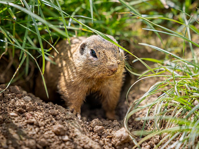 Curious Siesel: Ein Blick in die Natur von Triki Photography