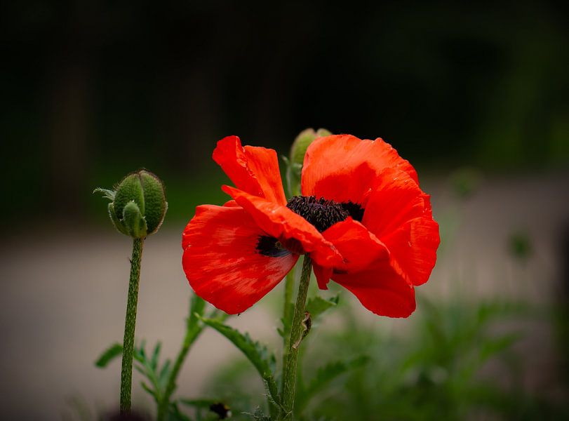 Mohn von Tania Perneel