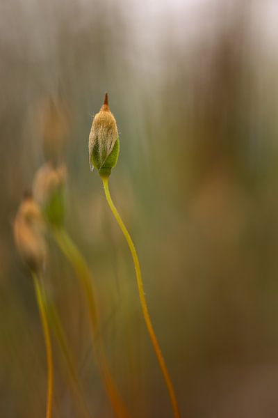 Dansend in het moslicht van Miranda Geerts Art