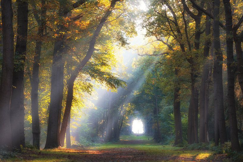 Sonnenstrahlen im Wald an der Fraeylemaborg Slochteren von Rick Goede