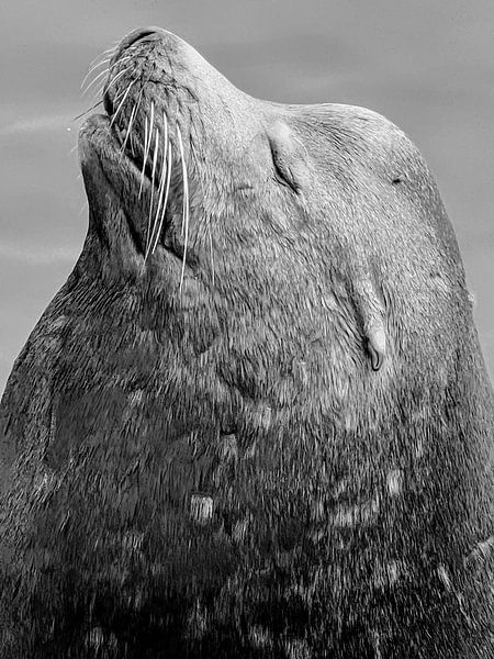 Stattlicher Seelöwe von Kris Hermans