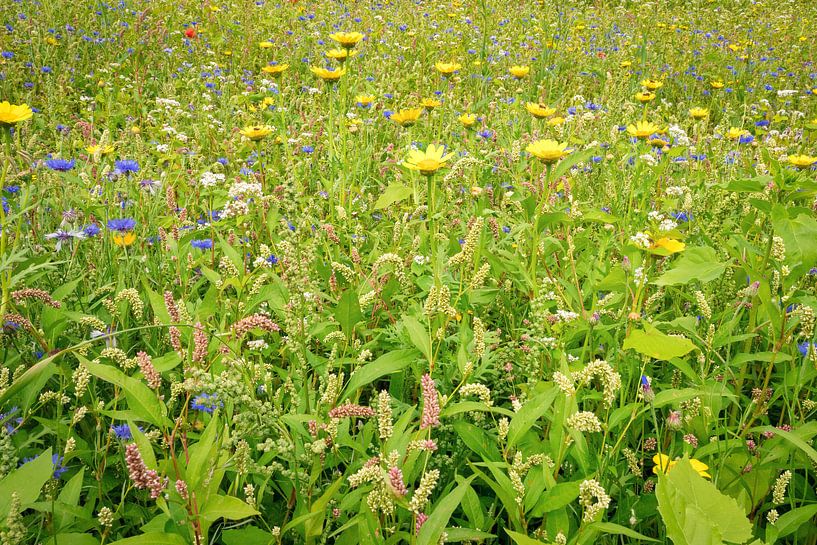 Variety of wild flowers in summer by eric van der eijk
