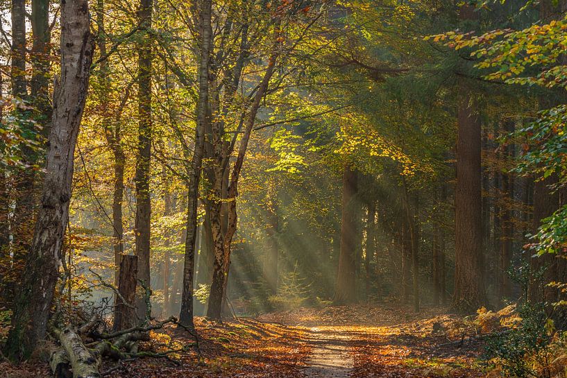 Speulderbos - Rayons de soleil par Frank Smit Fotografie
