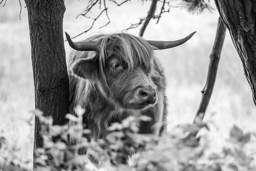 Scottish Highlander looking sideways, in Black and White by Franklin Driessen