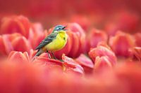 Singing bird among red tulips