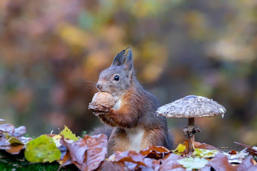 Squirrel in an autumn forest with mushrooms and leaves. by Albert Beukhof