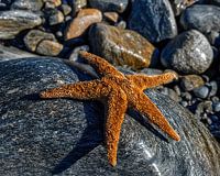 Starfish On Rock