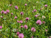 Trèfle rouge au bord d'une route.