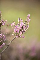 La bruyère violette fleurit sur le veluwe.
