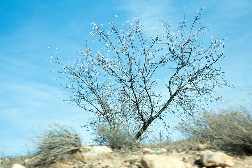 in der Dürre blühen von Eva Overbeeke
