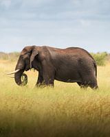 Der Afrikanische Busch-Elefant