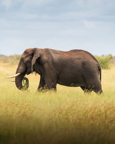 Der Afrikanische Busch-Elefant von Steffon Reid