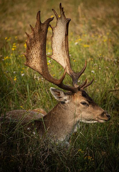 Cerf dans l'herbe par Wesley Klijnstra