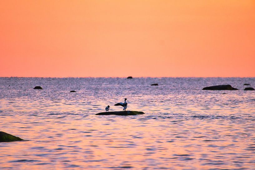 Mouettes au coucher du soleil à marée basse sur la mer Baltique par Martin Köbsch