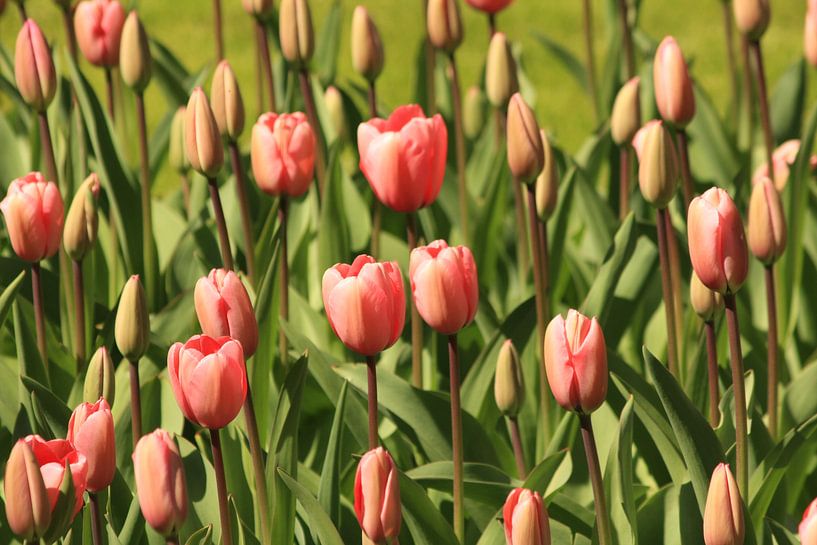 Rose tulpen par Gerard Veerling