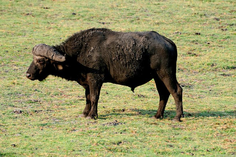 Buffalo Chobe National Park Botswana by Merijn Loch