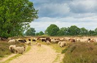 Un troupeau de moutons Drentse Heide sur Balloërveld