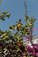 Citronnier | Ciel bleu clair | Coloré | Algarve, Portugal
