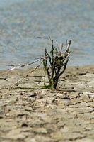 vergaan op de droogte