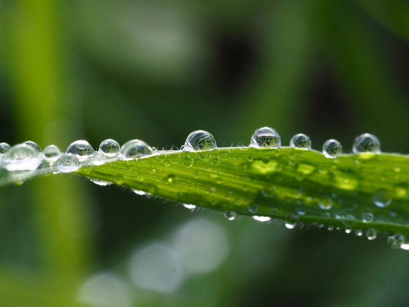 Gouttes de rosée (3) par Ellen Nipshagen