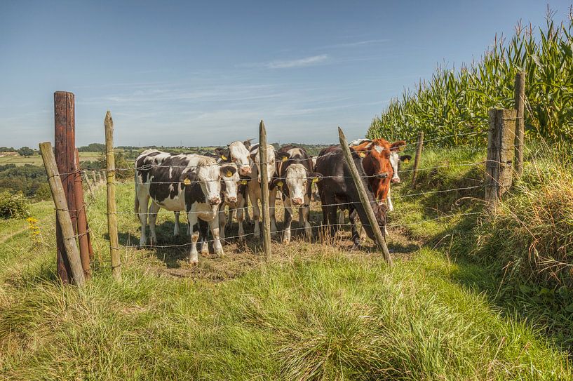 Des vaches curieuses dans le sud du Limbourg par John Kreukniet