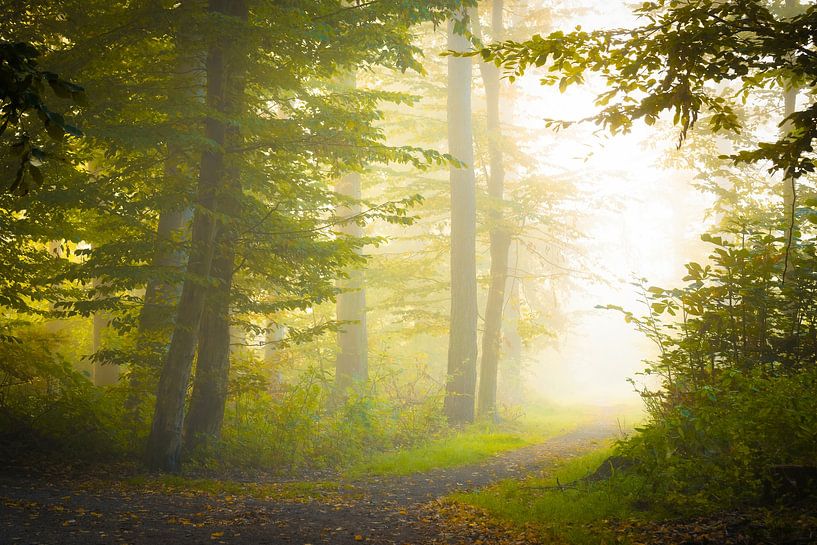 Forest path in the light by Martin Wasilewski