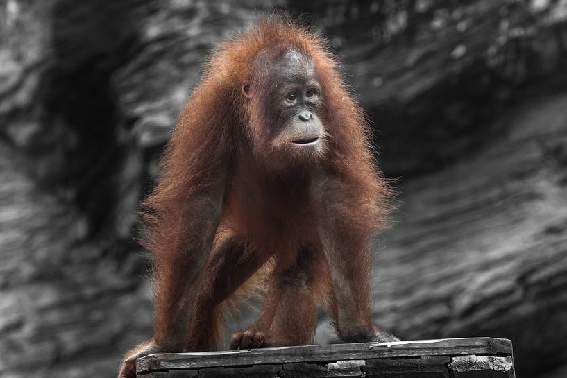 Überraschender junger Orang-Utan mit üppigem roten Haar auf vier Beinen Foto von Michael Semenov