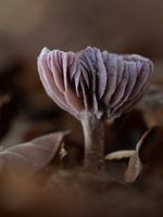 Cradled in shadow and kissed by ancient light