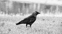 Raaf, Raven, Zwart Wit, Black and white