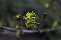 Flowering cornus