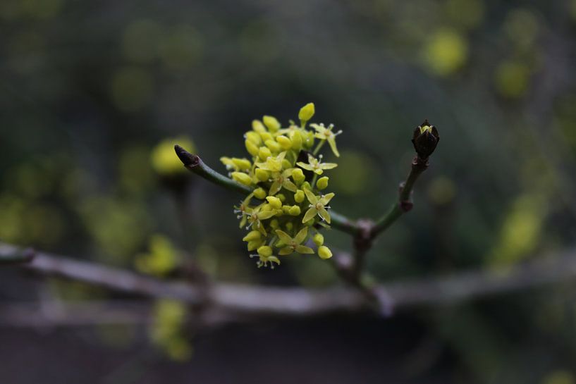 Flowering cornus by Geert Naessens