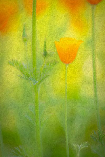 Mock poppy (orange) by Francis Dost
