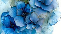 Azure Elegance Hydrangea 001