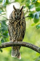 Waldohreule in meinem Naturschutzgebiet