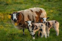 Lämmer sind Frühling