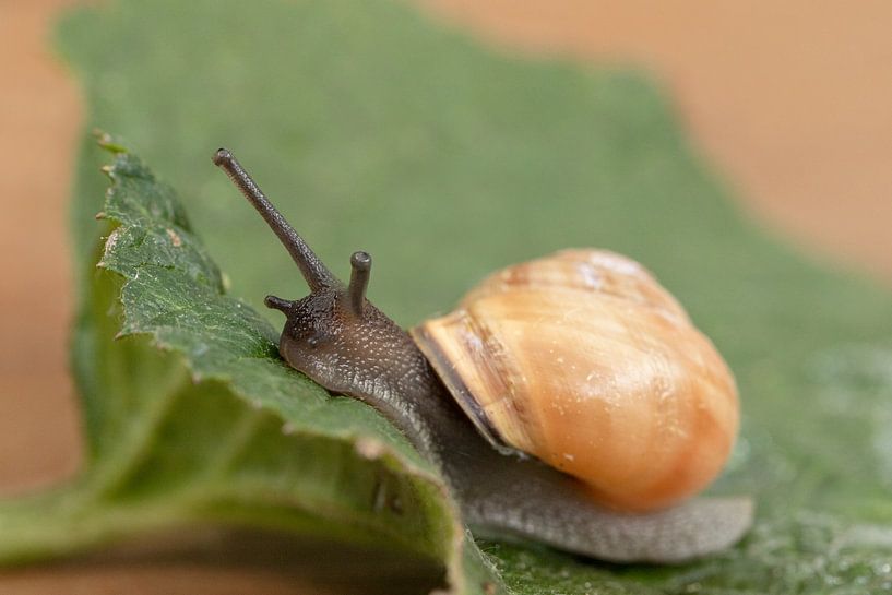 Gartenschnecke von Tanja van Beuningen