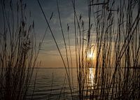 The Amstel through the reeds.