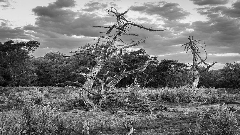 Schwarz-Weiß-Foto des Nationalparks Drentsche Aa von Henk Meijer Photography