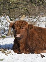 Schottischer Highlander