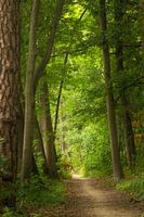 Forest path in the Oisterwijk woods and fens