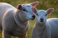 Lamm mit Mutterschaf