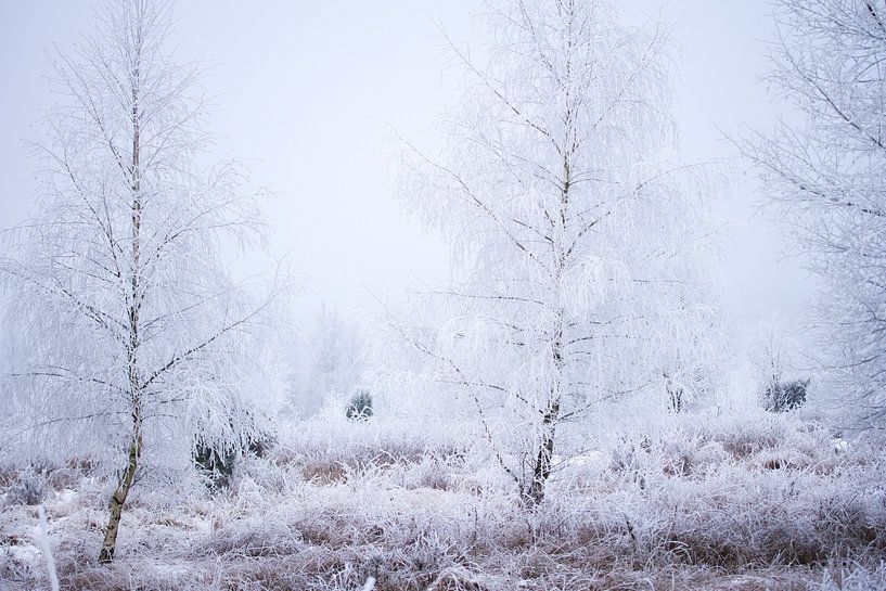 Winterlandschaft in Drenthe von Karijn | Fine art Natuur en Reis Fotografie