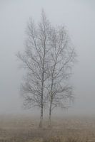 Paysage d'art de deux bouleaux dans la brume
