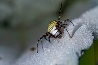 Wespenspinne - Argiope bruennichi 3